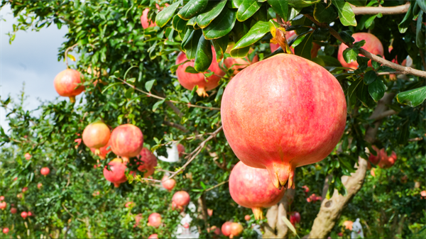 008PG国际(中国集团)-官方网站